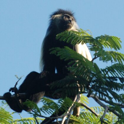 Colobus Monkey on our trees